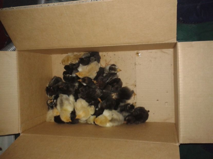  - PUI 2018 AUSTRALOP WYANDOTTE