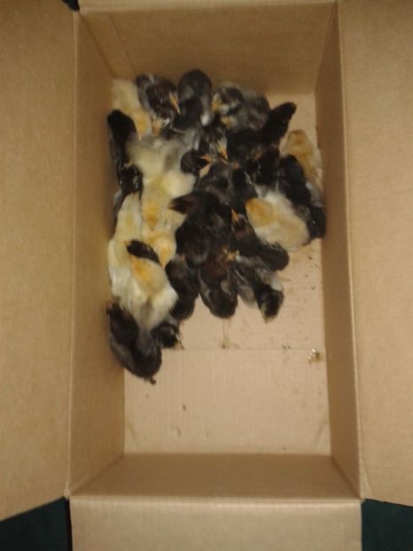  - PUI 2018 AUSTRALOP WYANDOTTE