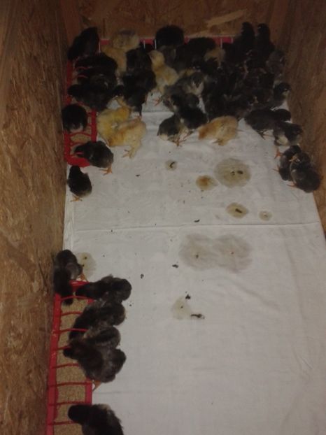  - PUI 2018 AUSTRALOP WYANDOTTE