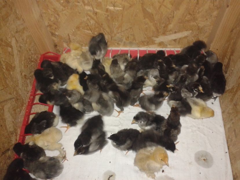  - PUI 2018 AUSTRALOP WYANDOTTE