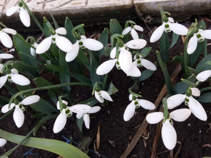 ghiocei.. au trecut cu bine de - 2018 plantele mele