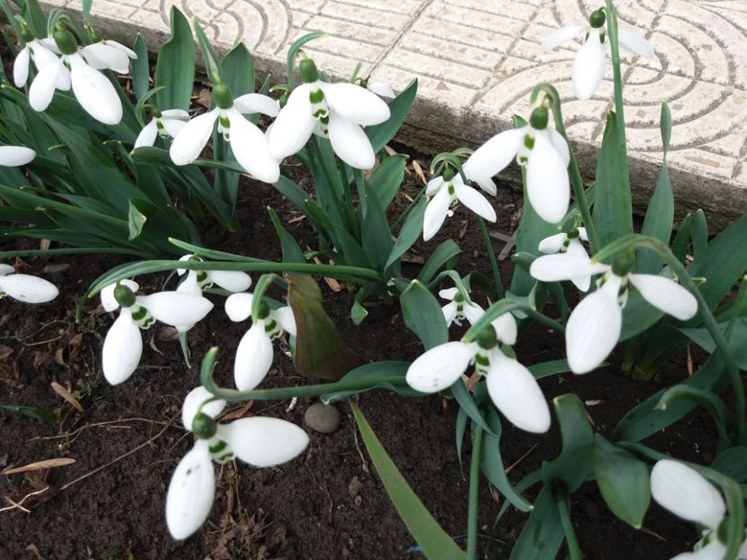 ghiocei - 2018 plantele mele
