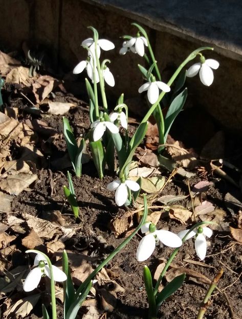  - 2018 plantele mele