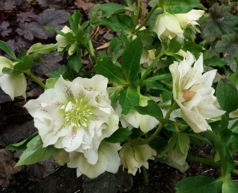 11 03, Helleborus Double Ellen White Spotted - 2018 plantele mele