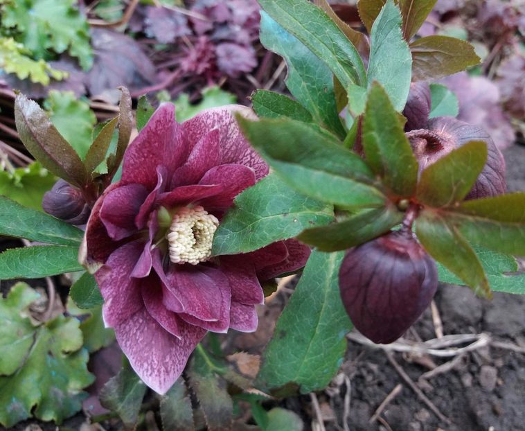 Helleborus Double Ellen Red - 2018 plantele mele
