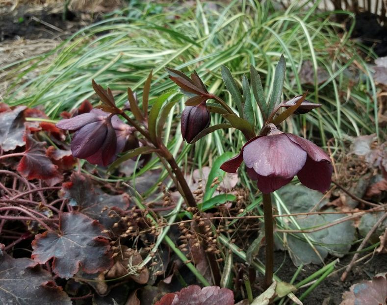 Helleborus orientalis Metallic Blue Lady - 2018 plantele mele
