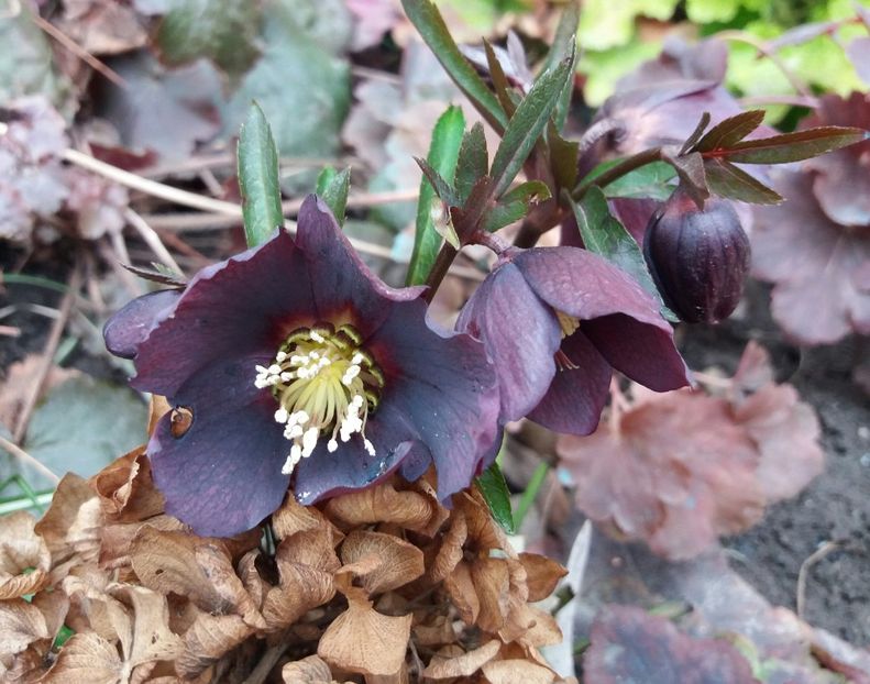 Helleborus orientalis Metallic Blue Lady - 2018 plantele mele