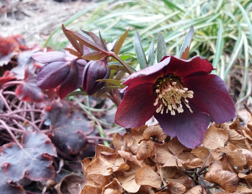 Helleborus orientalis Metallic Blue Lady - 2018 plantele mele