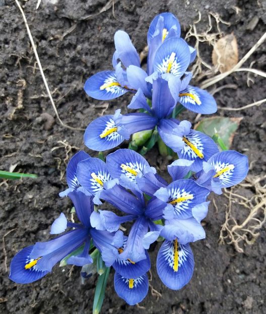 iris reticulata harmony - 2018 plantele mele