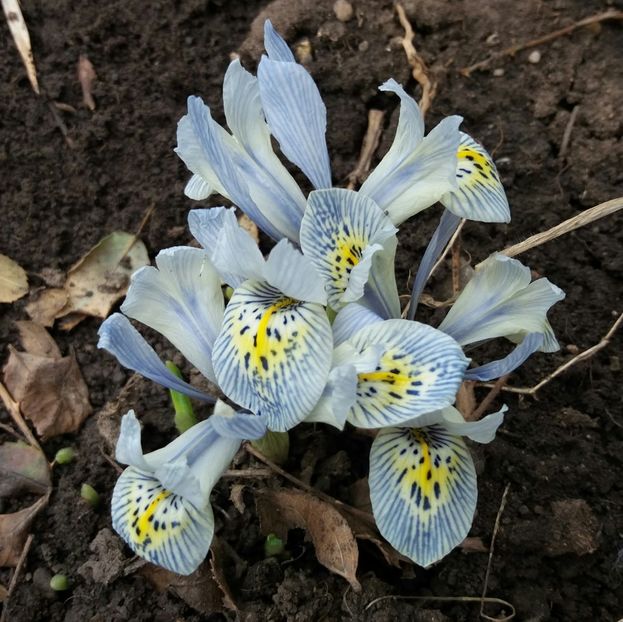 iris reticulata katharine hodgkin - 2018 plantele mele