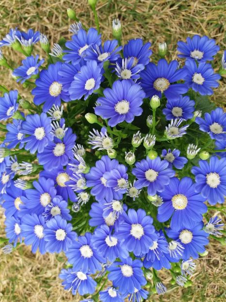 Cineraria, planta anuala , rezista pana - 2018 plantele mele