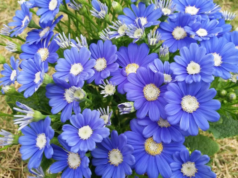 Cineraria  :) - 2018 plantele mele