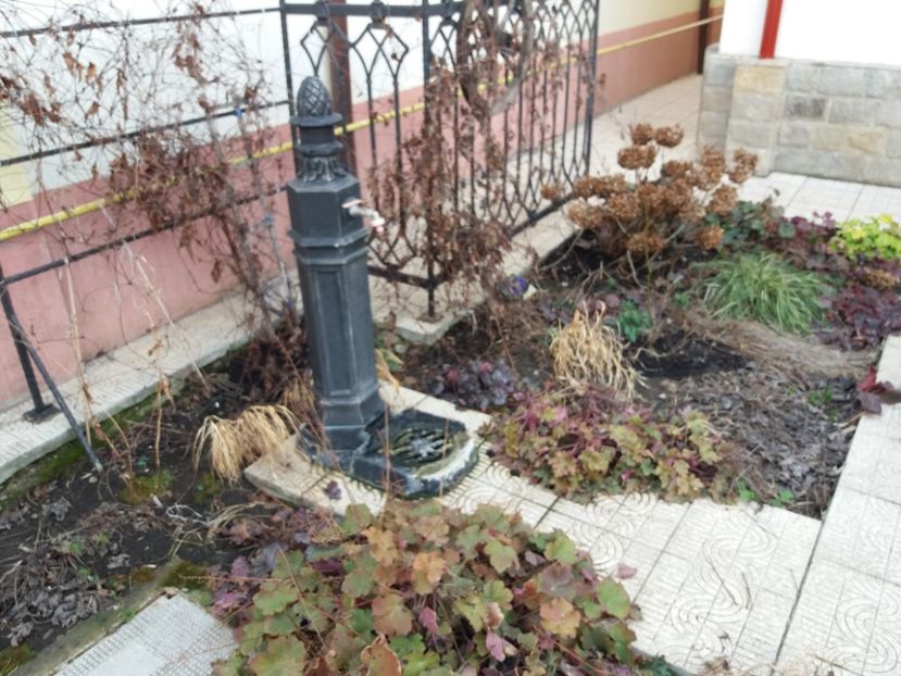 inainte.. - 2018 plantele mele