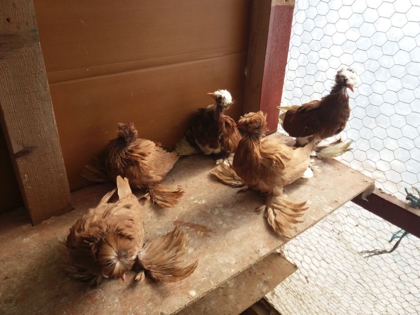  - TOBOSARI DE BUHARA