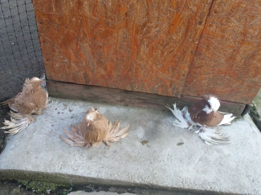  - TOBOSARI DE BUHARA