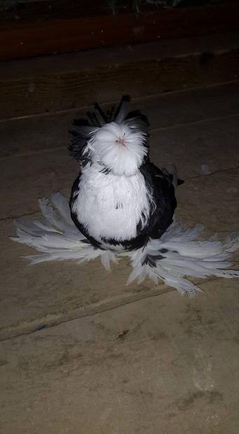  - TOBOSARI DE BUHARA