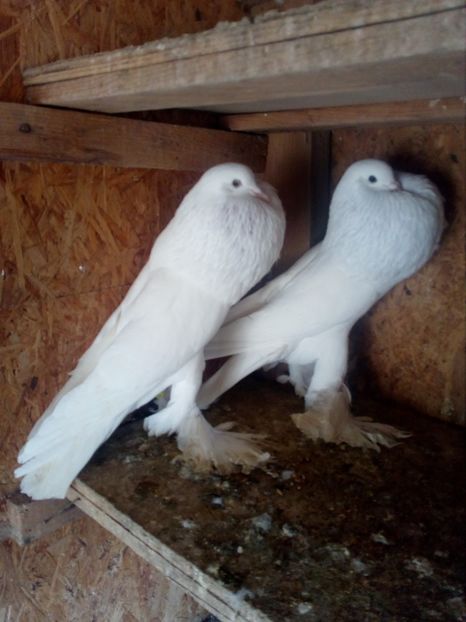  - Gusati de pomerania