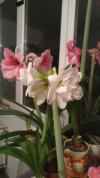  - Hippeastrum 2017 2018