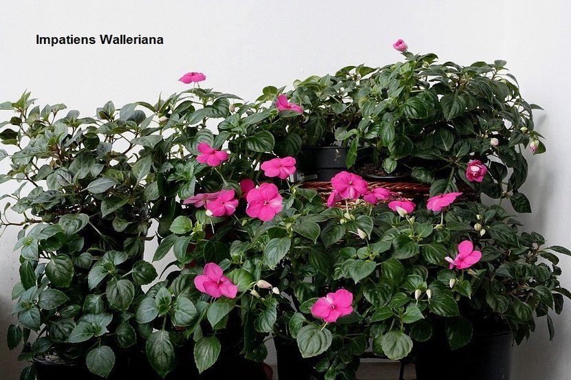 11.03.18 - 05 Impatiens- revigorare toamna