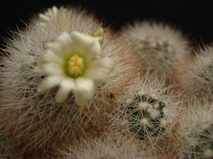 DSC05541 - Cactusi