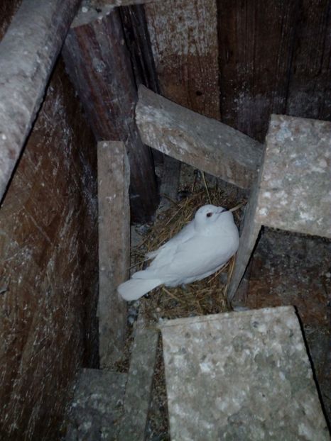 Femela pereche5 - Matca 2018