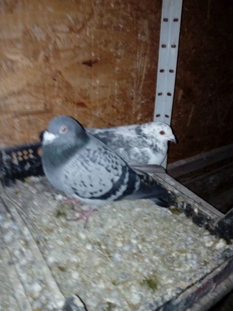 Pereche 2 - Matca 2018