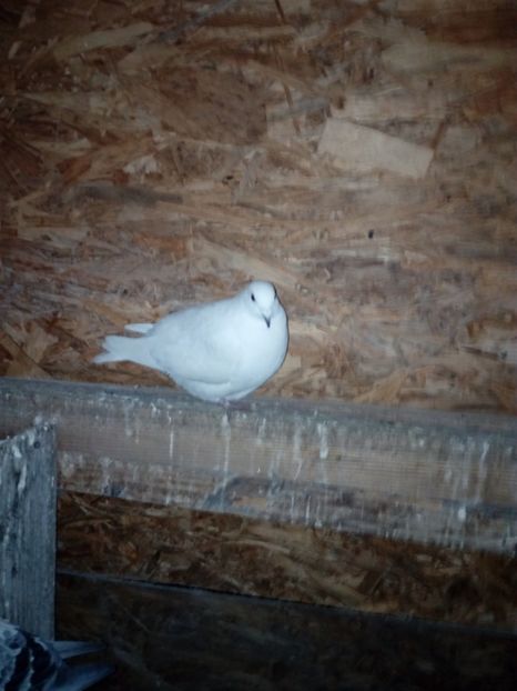 Femela pereche 6 - Matca 2018