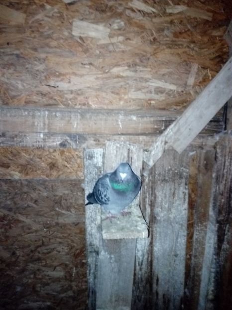 Mascul pereche 7 - Matca 2018