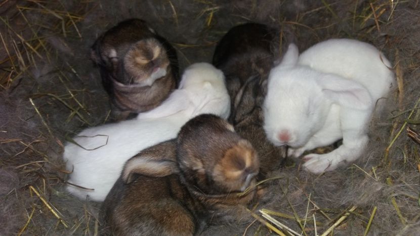  - Cuib din 27 februarie 2018