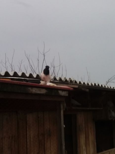 Masc2017 - JDB-CAP NEGRU