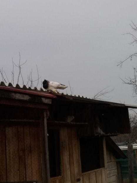 Masc2017 - JDB-CAP NEGRU