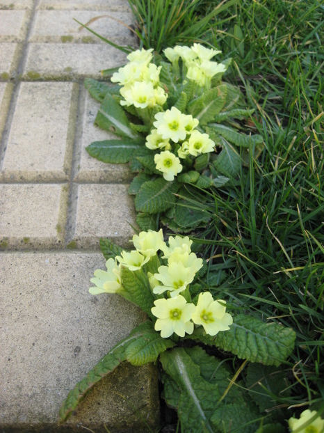  - Flori de gradina 2015-2018