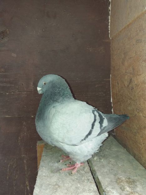 Rezervata pt toamna - PERECHI 2018