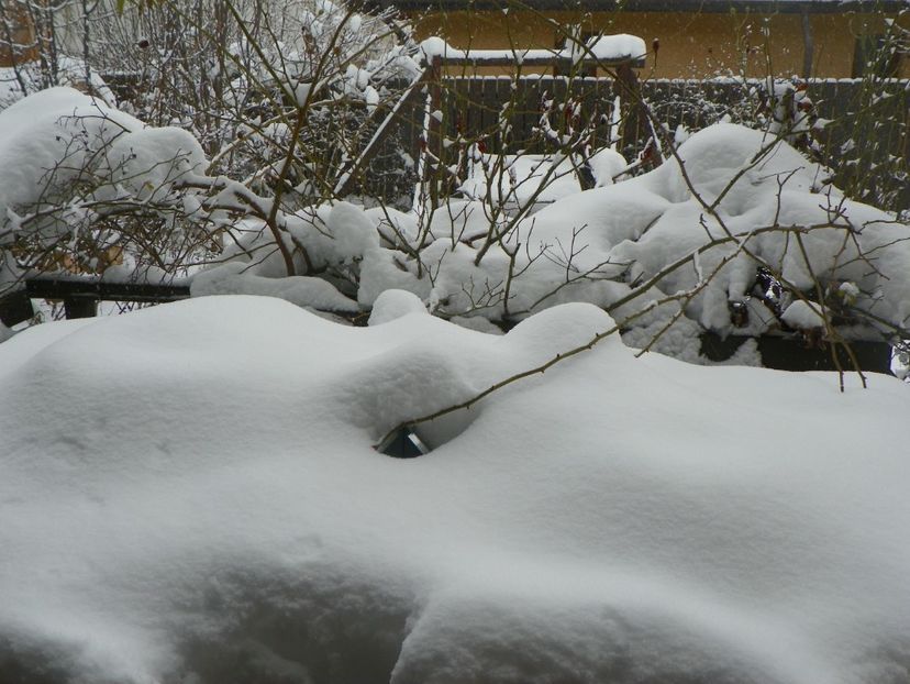 ian (4) - Iarna in gradina