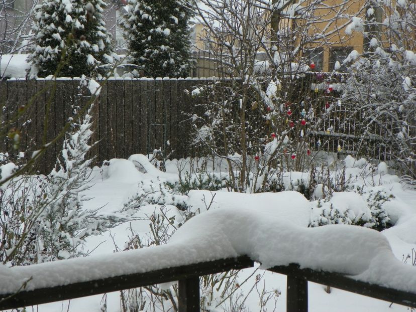 ian (5) - Iarna in gradina