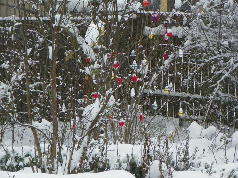 ian (6) - Iarna in gradina