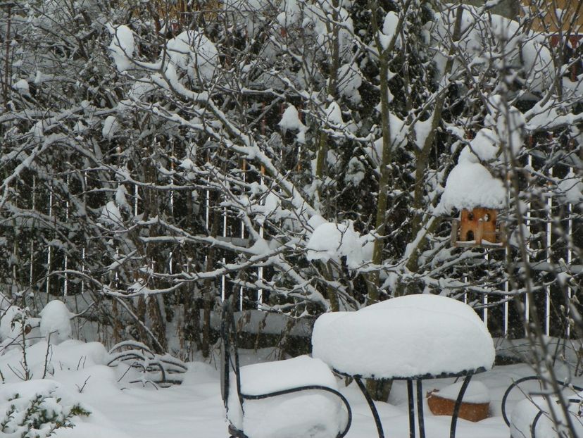 ian (7) - Iarna in gradina