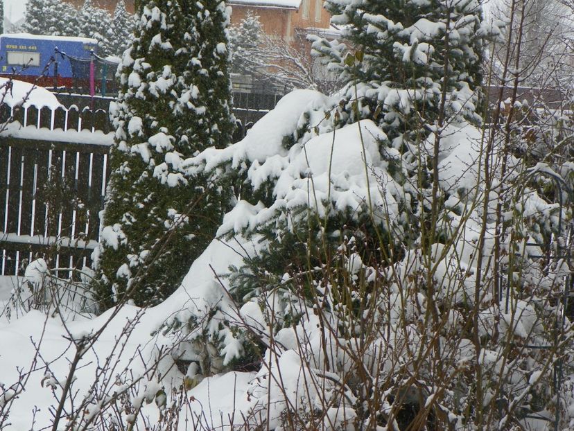 ian (8) - Iarna in gradina