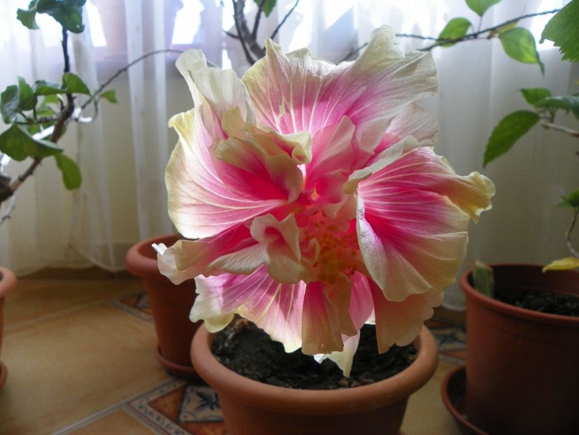 11 mart (20) - Hibiscusi