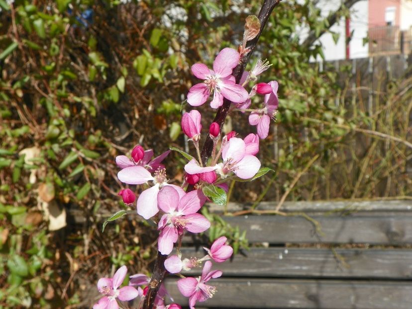 malus floribunda - Copacei si arbusti 2018