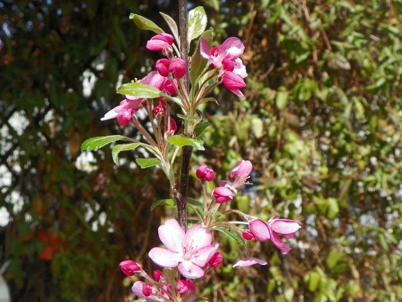 malus floribunda - Copacei si arbusti 2018