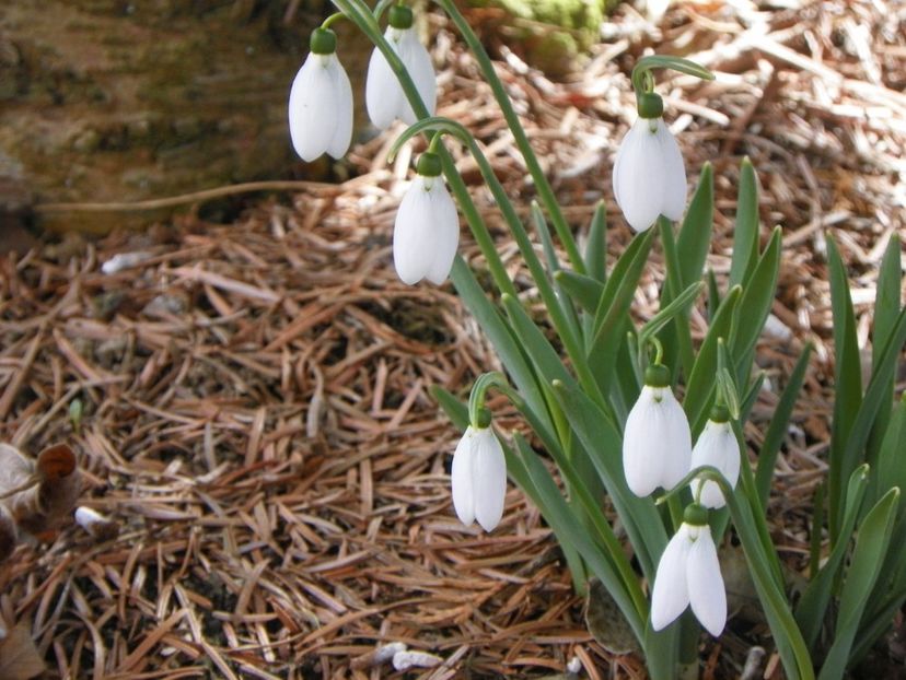 11 mart (2) - Primavara 2018