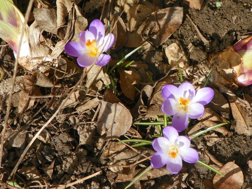 11 mart (9) - Primavara 2018