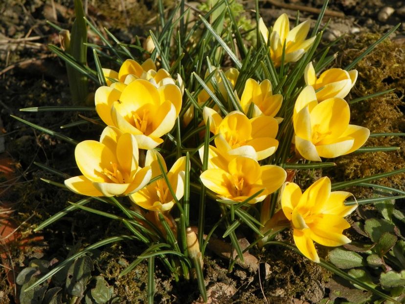 11 mart (10) - Primavara 2018