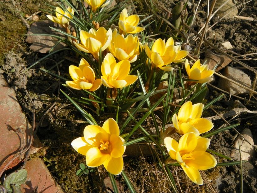 11 mart (11) - Primavara 2018