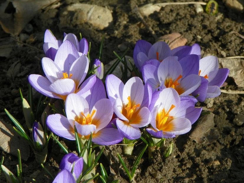 crocus Firefly - Primavara 2018