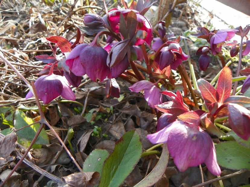 helleborus orientalis - Primavara 2018