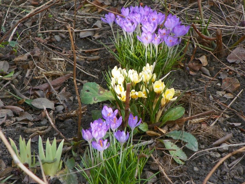 11 mart (47) - Primavara 2018