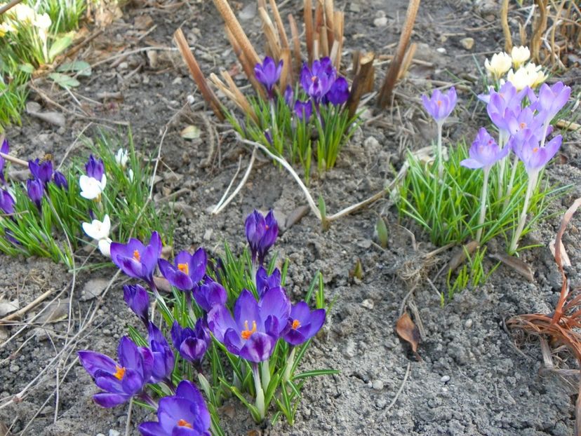 11 mart (49) - Primavara 2018