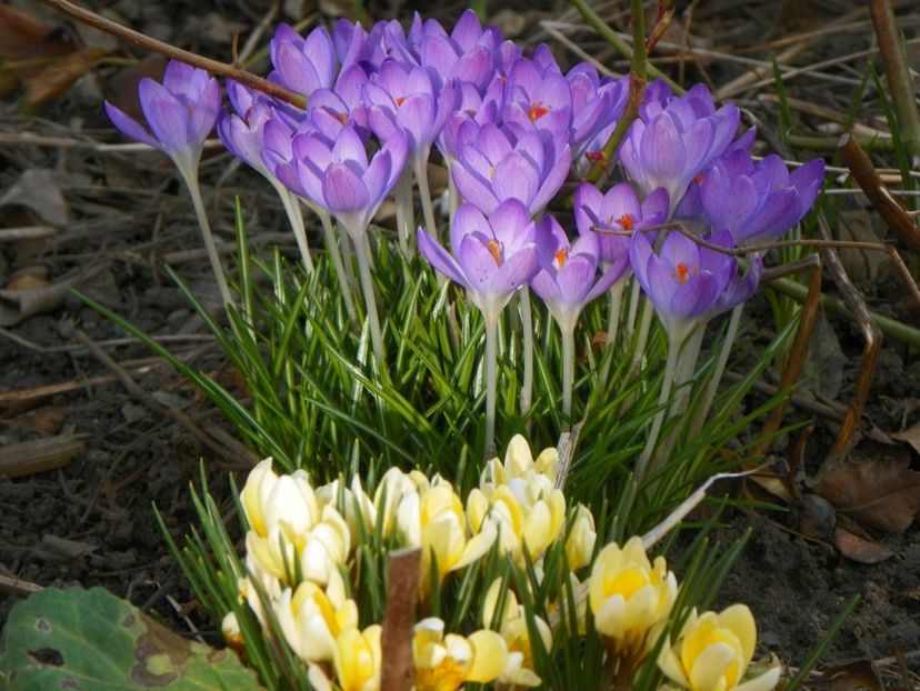 11 mart (51) - Primavara 2018